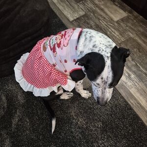 Strawberry Shortcake Pet Dog Dress Red Gingham Skirt Size 3x